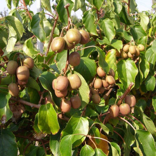 Kiwi Actinidia Dr Szymanowski (buntblättrig) Beh. 4L