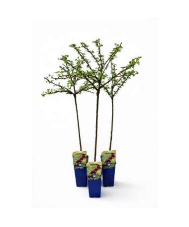 Rote Stachelbeere ‘Hinnonmaki Red’ C2 (Stammveredelte Pflanze)