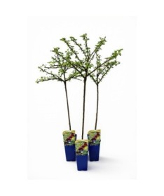 Rote Stachelbeere ‘Hinnonmaki Red’ C2 (Stammveredelte Pflanze)
