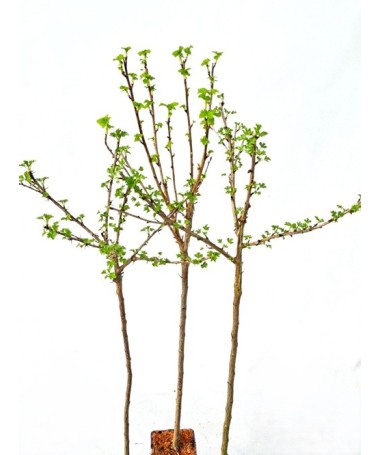 Rote Stachelbeere ‘Hinnonmaki Red’ C2 (Stammveredelte Pflanze)