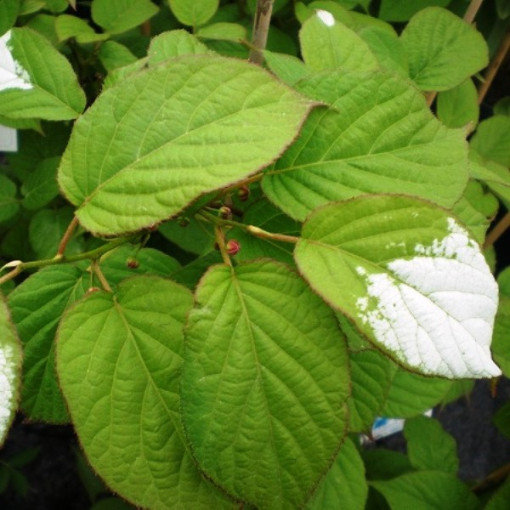 Kiwi Actinidia Bestäuber Adam (buntblättrig) MÄNNLICH Beh. 4L