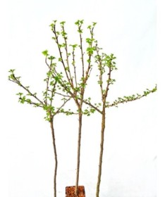 Jostabeere C2 (Stammveredelte Pflanze)