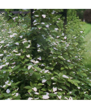Kiwi Actinidia Bestäuber Adam (buntblättrig) MÄNNLICH Beh. 4L