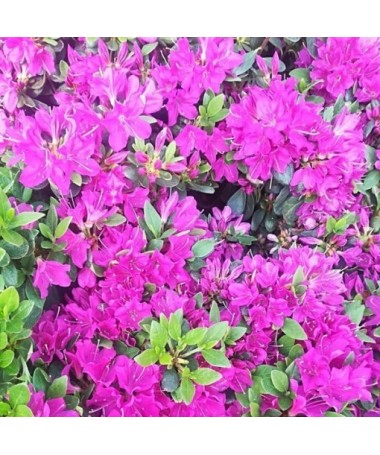 Rhododendron (Azalee) 'Geisho Purple' C4