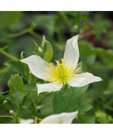 Clematis Anita (botanisch) Beh. 4L