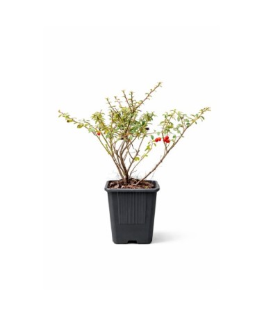 Schwedische Zwergmispel ‘Coral Beauty’ P9/C1