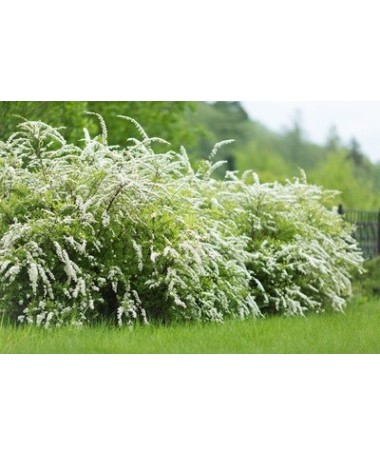 Die Graue Spiere (Spiraea × cinerea) ‘Grefsheim’ P9/C1