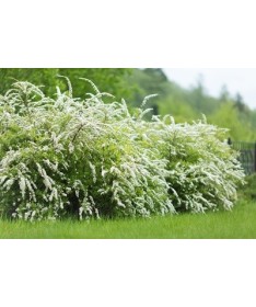 Die Graue Spiere (Spiraea × cinerea) ‘Grefsheim’ P9/C1