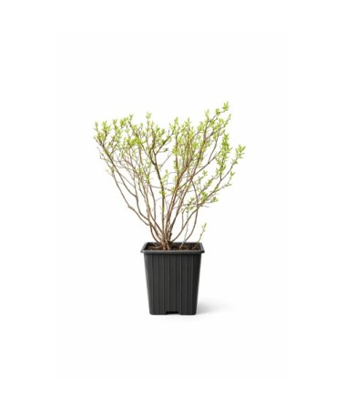 Die Graue Spiere (Spiraea × cinerea) ‘Grefsheim’ P9/C1