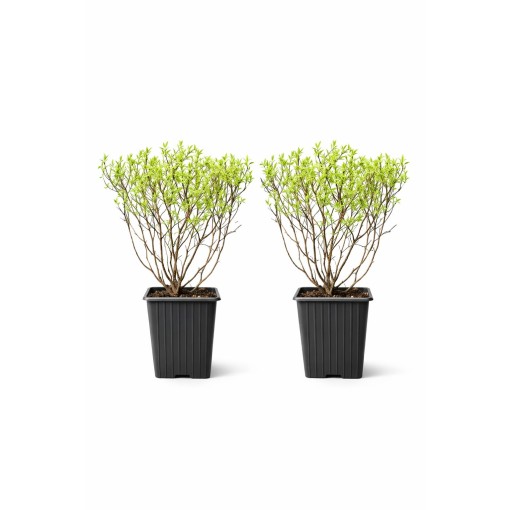 Die Graue Spiere (Spiraea × cinerea) ‘Grefsheim’ P9/C1