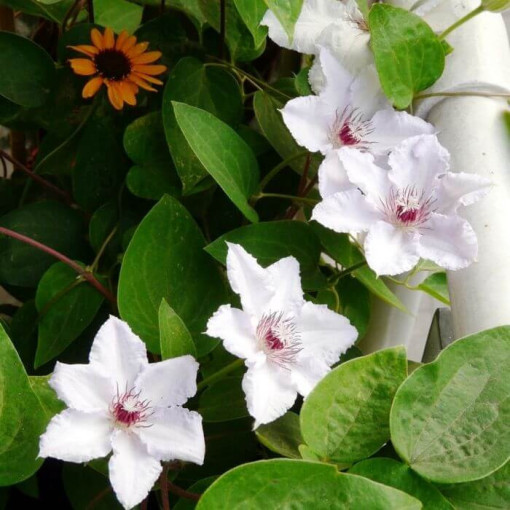 Clematis 'Maria Kaczyńska' 4L Topf