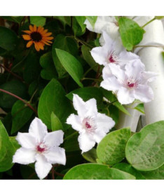 Clematis 'Maria Kaczyńska' 4L Topf