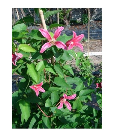 Clematis ‘Duchess of Albany’ P9/C1