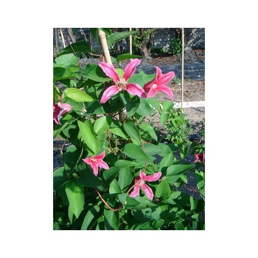 Clematis ‘Duchess of Albany’ P9/C1