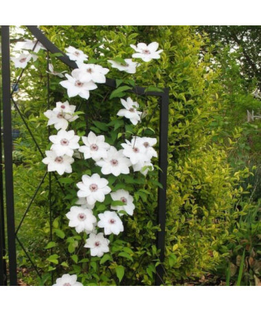 Clematis 'Maria Kaczyńska' 4L Topf