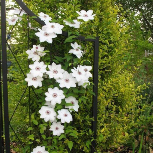 Clematis 'Maria Kaczyńska' 4L Topf