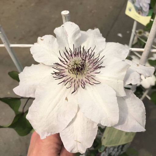 Clematis 'Maria Kaczyńska' 4L Topf