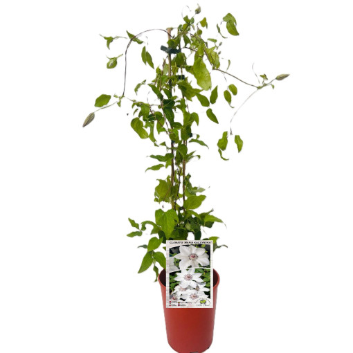 Clematis 'Maria Kaczyńska' 4L Topf