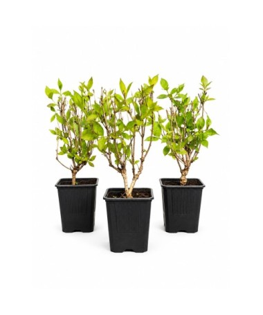 Weigelie ‘Minuet’ Topf P9/C1