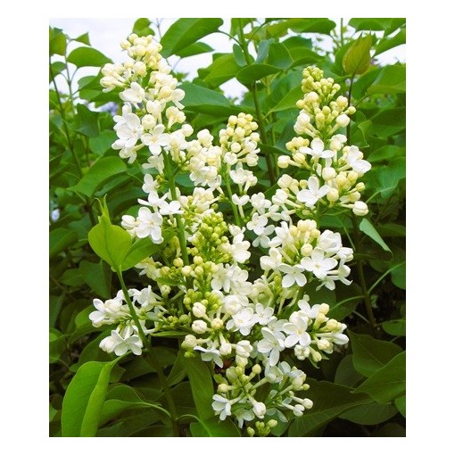 Gewöhnlicher Flieder ‘Primrose’ C4 (Veredelung auf Unterlage)