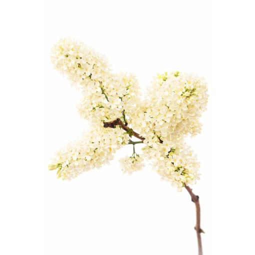 Gewöhnlicher Flieder ‘Primrose’ C4 (Veredelung auf Unterlage)