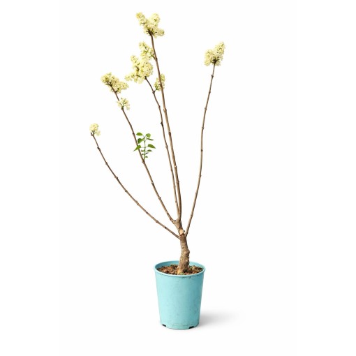 Gewöhnlicher Flieder ‘Primrose’ C4 (Veredelung auf Unterlage)
