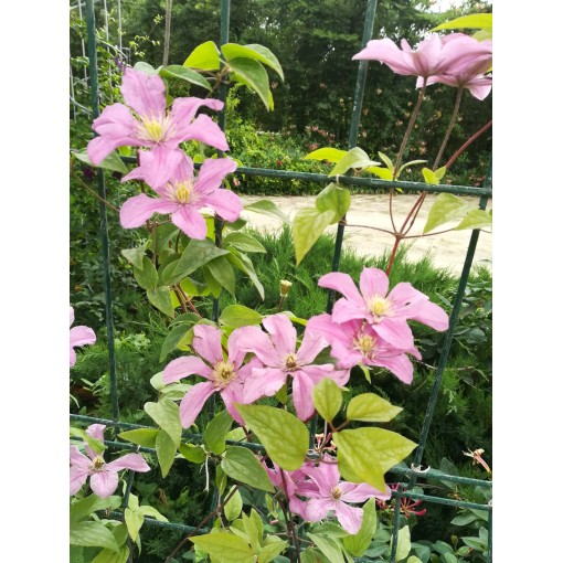 Waldrebe 'Comtesse de Bouchaud' C4