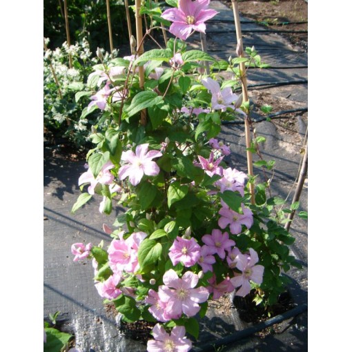 Waldrebe 'Comtesse de Bouchaud' C4
