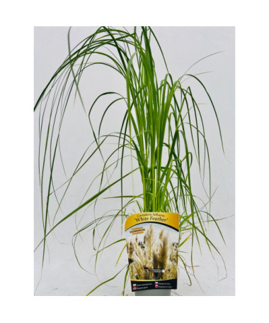 Pampasgras White Feather P9/C1