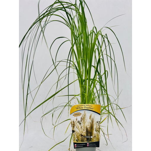 Pampasgras White Feather P9/C1