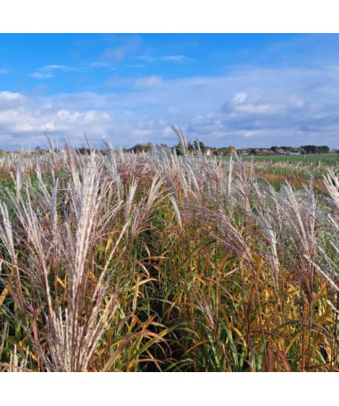Chinesisches Miscanthus 'Adagio' P9/C1