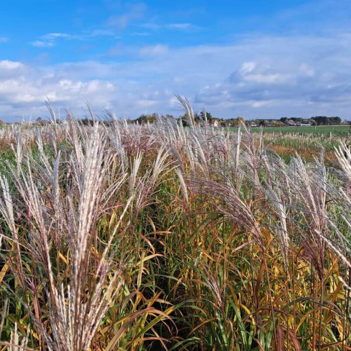 Chinesisches Miscanthus 'Adagio' P9/C1