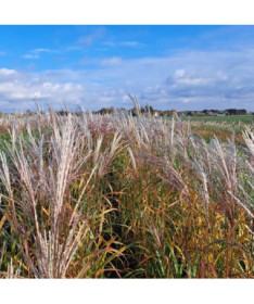 Chinesisches Miscanthus 'Adagio' P9/C1