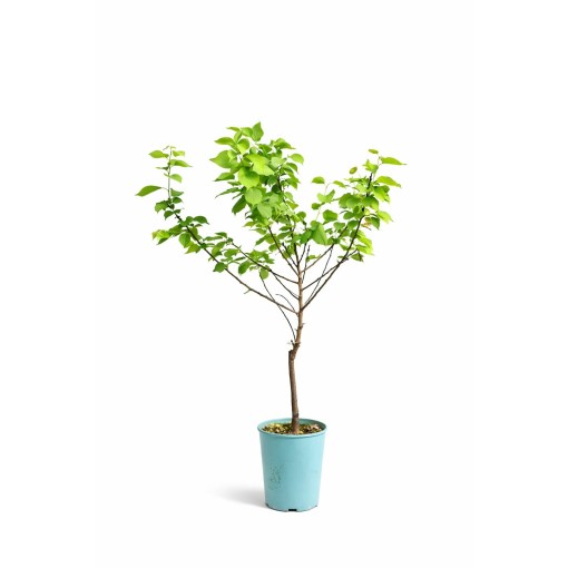Mini Patio – Aprikose Aprigold, 4‑Liter‑Topf