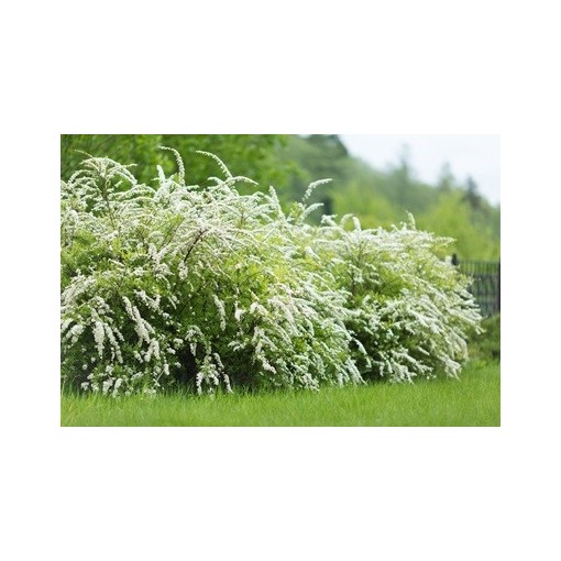 Die Graue Spiere (Spiraea × cinerea) ‘Grefsheim’ P9/C1