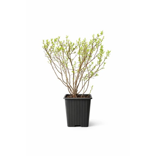 Die Graue Spiere (Spiraea × cinerea) ‘Grefsheim’ P9/C1