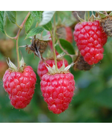 Rote Himbeere 'Willamette' P9/C1