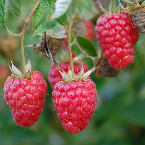 Rote Himbeere 'Willamette' P9/C1