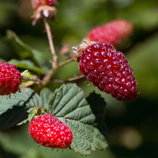 Himbeer-Brombeere 'Tummleberry' P9/C1