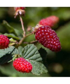 Himbeer-Brombeere 'Tummleberry' P9/C1