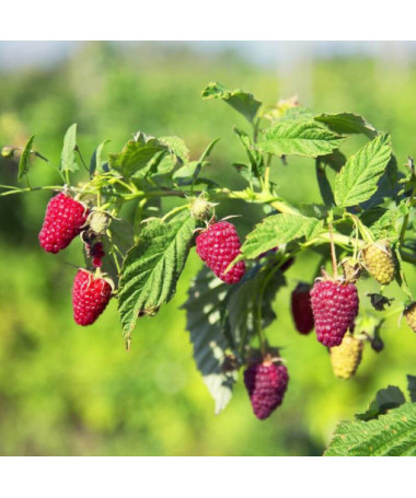 Rote Himbeere 'Schonemann' P9/C1