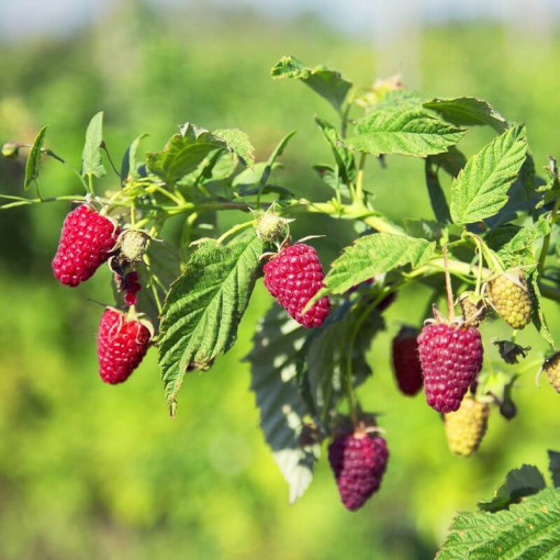 Rote Himbeere 'Schonemann' P9/C1