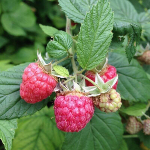 Rote Himbeere 'Malling Promise' P9/C1