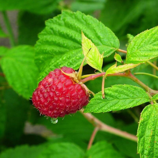 Rote Himbeere 'Heritage Red' P9/C1