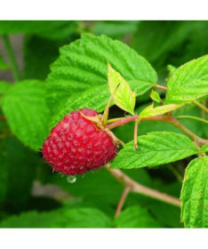 Rote Himbeere 'Heritage Red' P9/C1