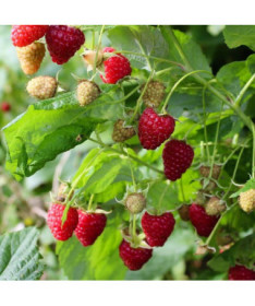 Rote Himbeere 'Dorman Red' P9/C1