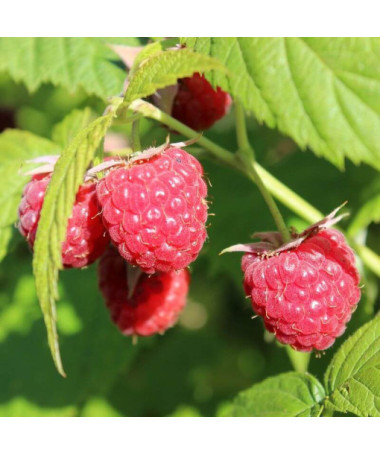 Rote Himbeere 'Autumn First' P9/C1