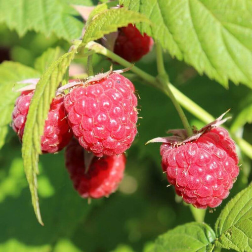 Rote Himbeere 'Autumn First' P9/C1