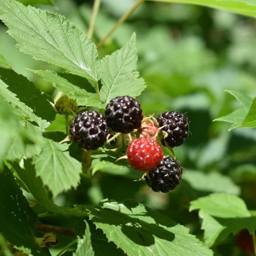 Schwarze Himbeere 'Black Jewel' P9/C1