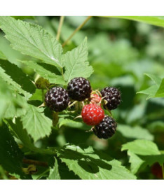 Schwarze Himbeere 'Black Jewel' P9/C1